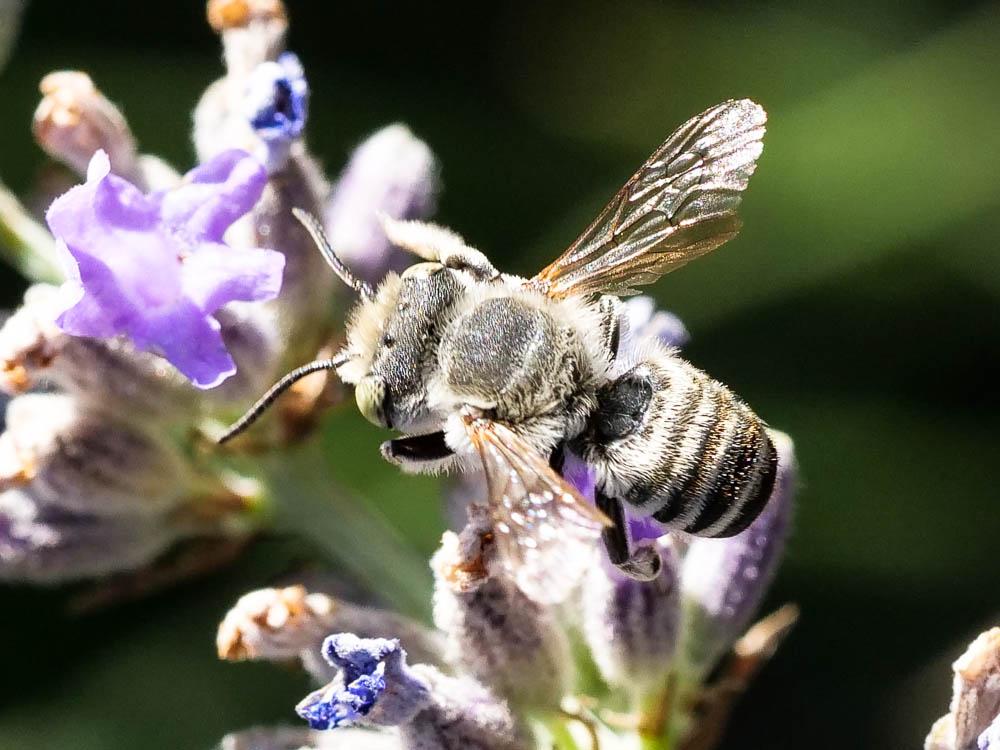 Megachile Latreille, 1802