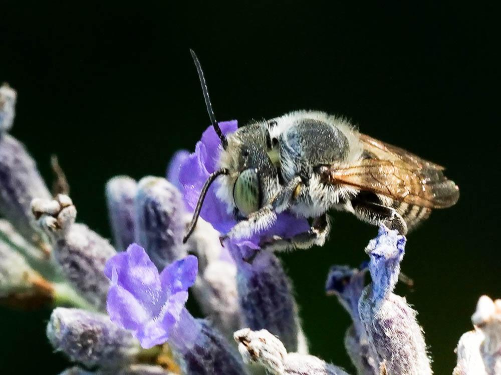  Megachile Latreille, 1802