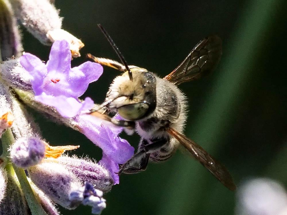 Megachile Latreille, 1802