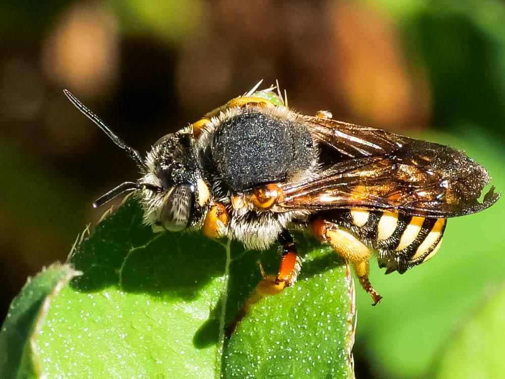  Rhodanthidium septemdentatum (Latreille, 1809)