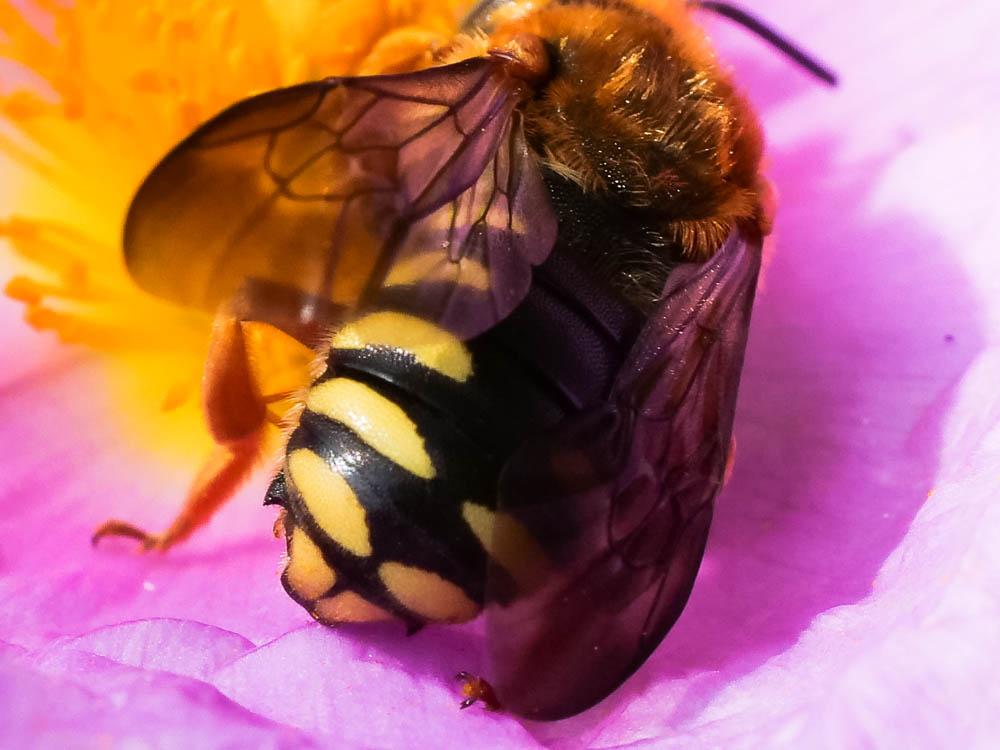  Rhodanthidium septemdentatum (Latreille, 1809)