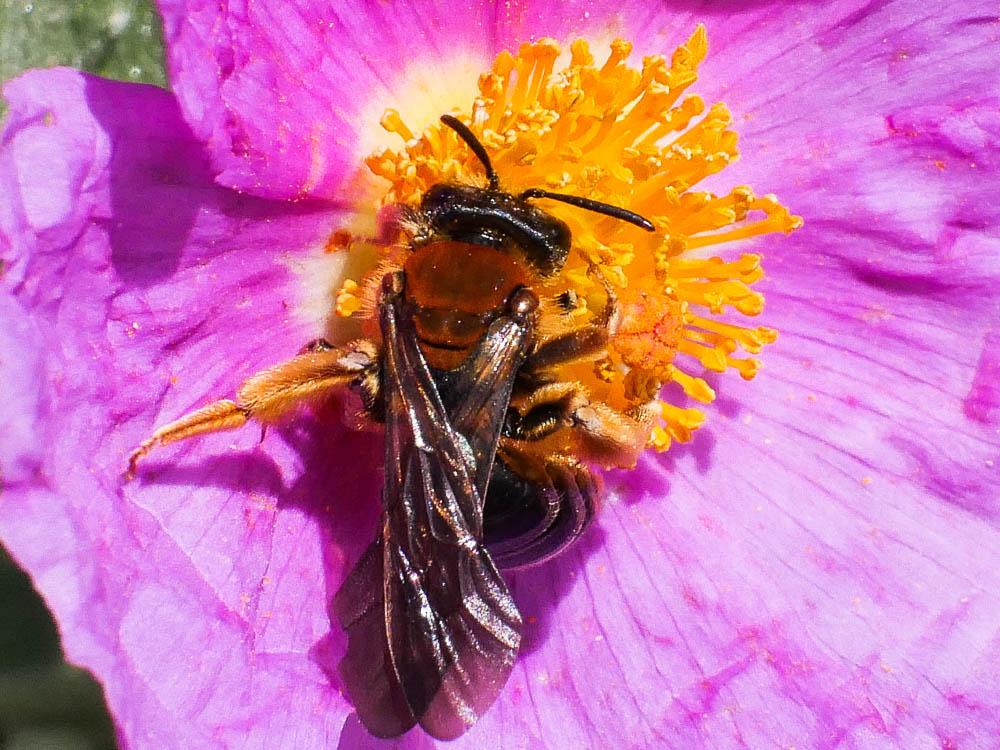  Andrena limbata Eversmann, 1852