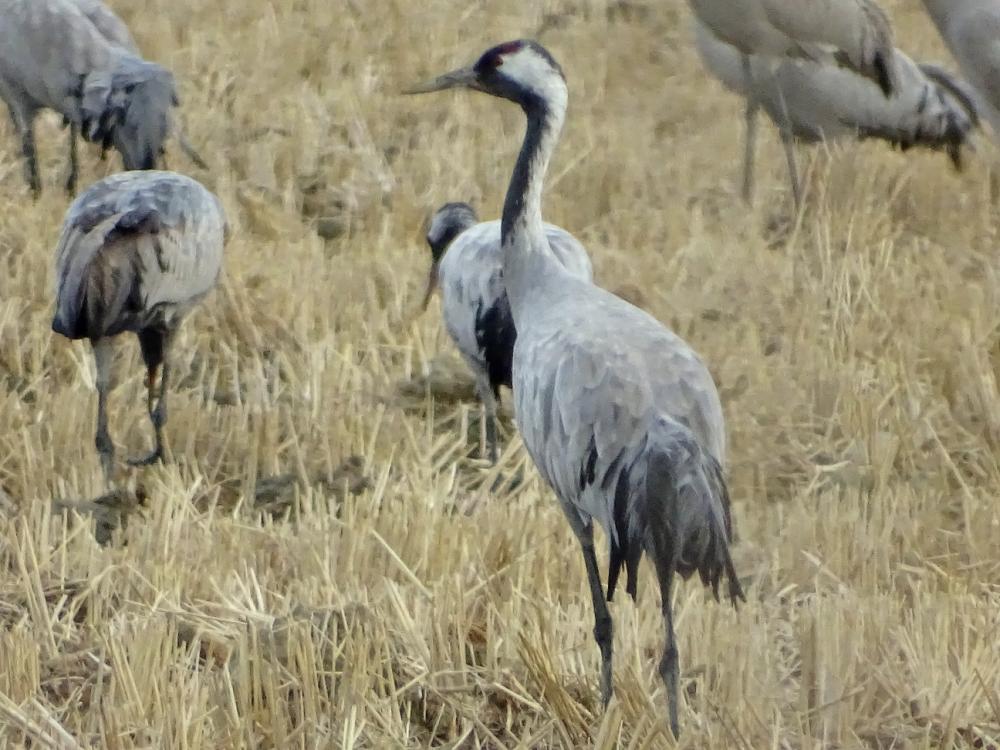 Grue cendrée Grus grus (Linnaeus, 1758)