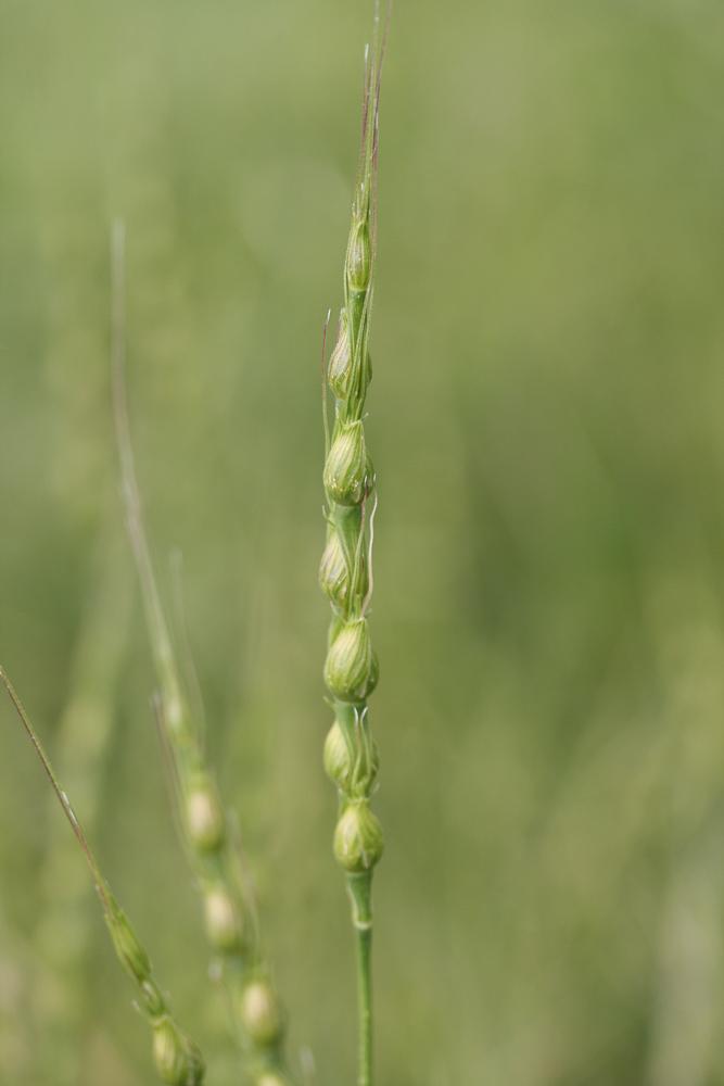 Égilope ventru Aegilops ventricosa Tausch, 1837