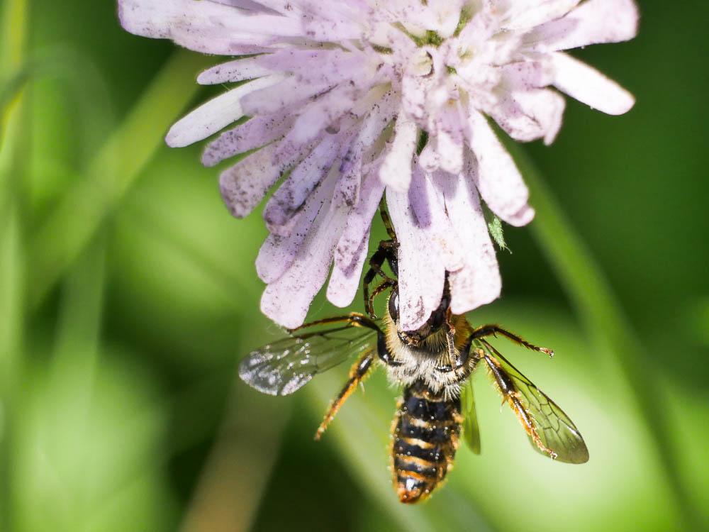 Andrena nigroaenea (Kirby, 1802)