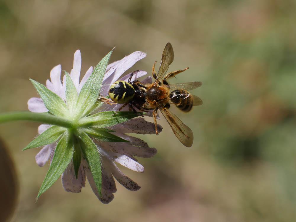 Andrena nigroaenea (Kirby, 1802)