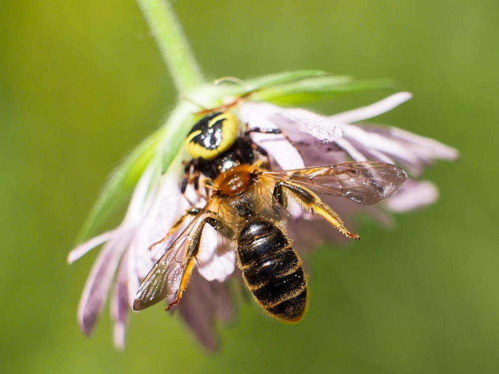  Andrena nigroaenea (Kirby, 1802)