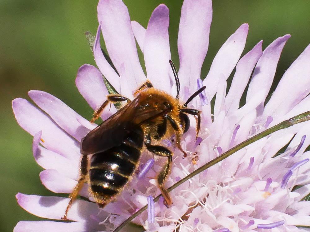 Andrena nigroaenea (Kirby, 1802)