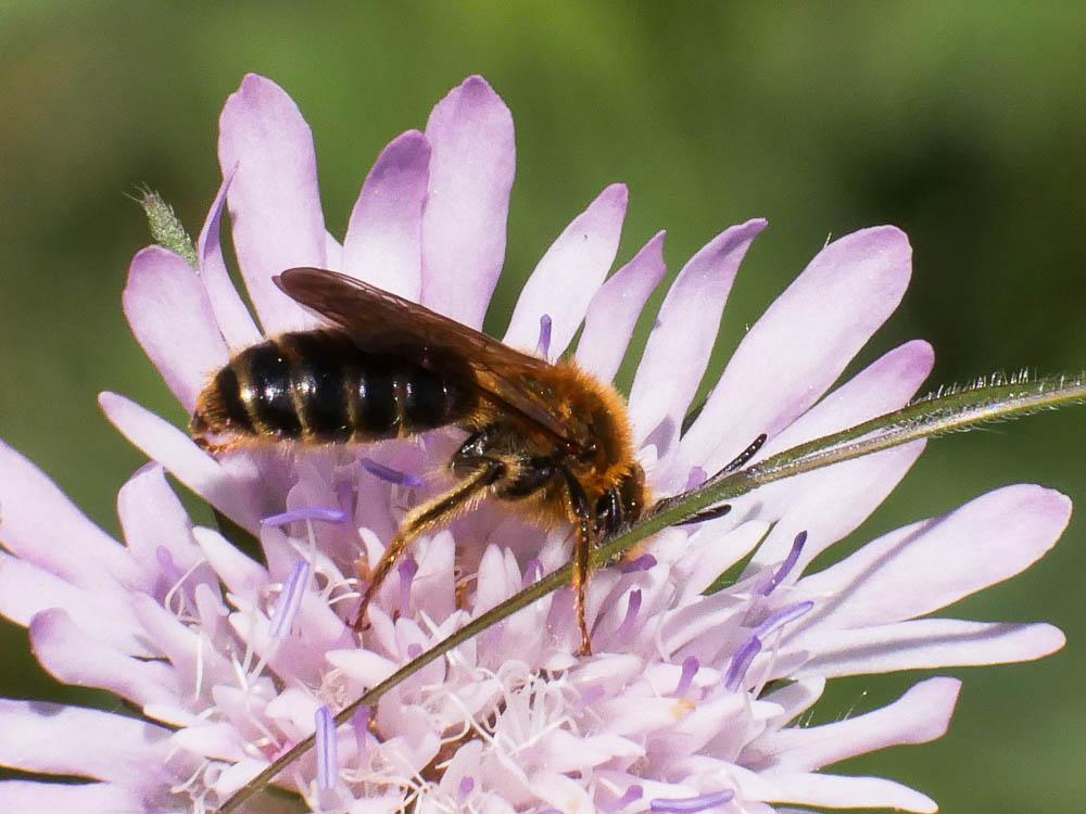  Andrena nigroaenea (Kirby, 1802)
