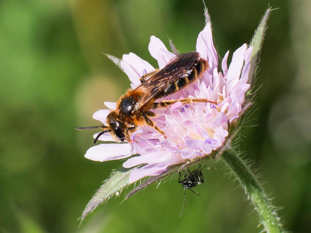 Andrena nigroaenea (Kirby, 1802)
