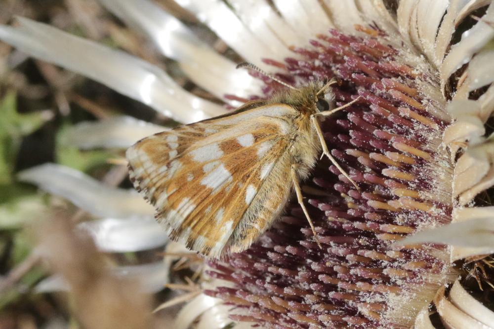 Hespérie de la Parcinière (L'), Hespérie de la Car Pyrgus carlinae (Rambur, 1839)