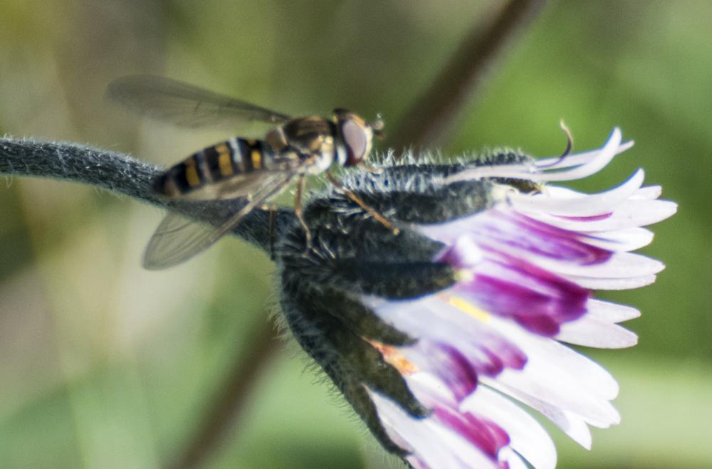 Episyrphus balteatus (De Geer, 1776)
