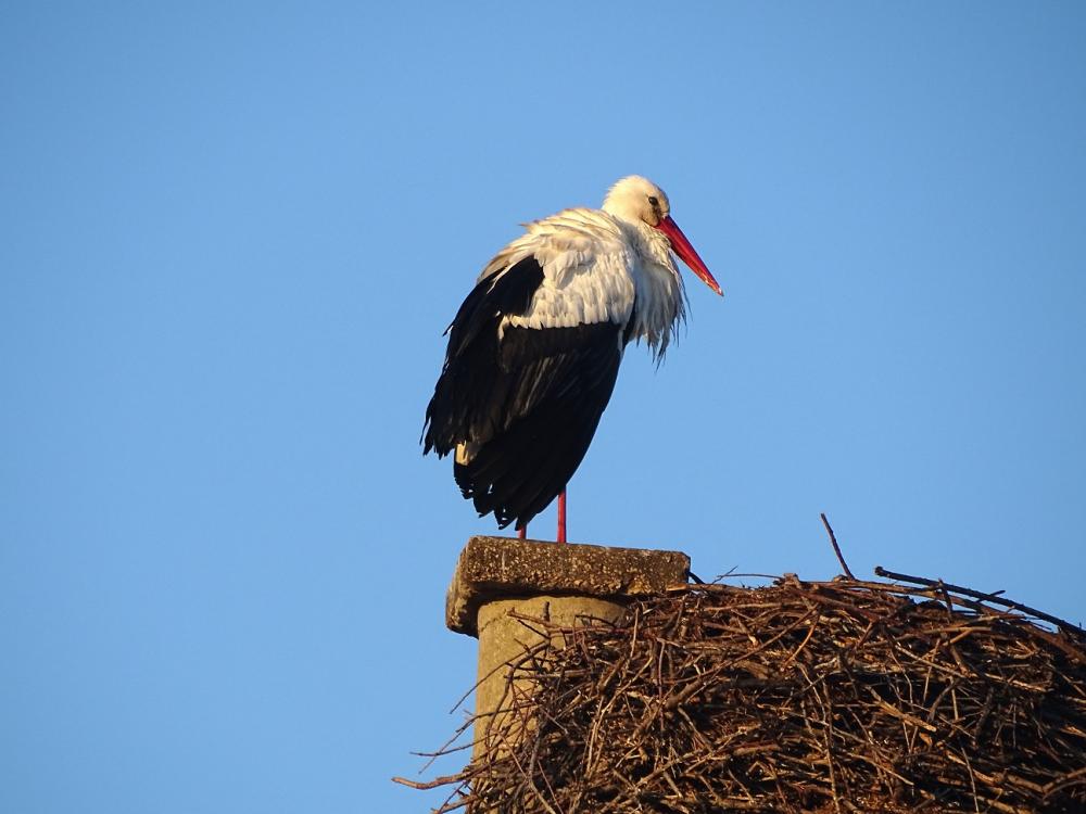 Cigogne blanche Ciconia ciconia (Linnaeus, 1758)