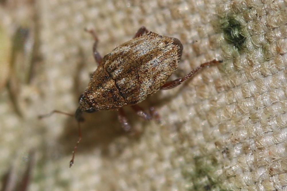  Trichosirocalus barnevillei (Grenier, 1866)