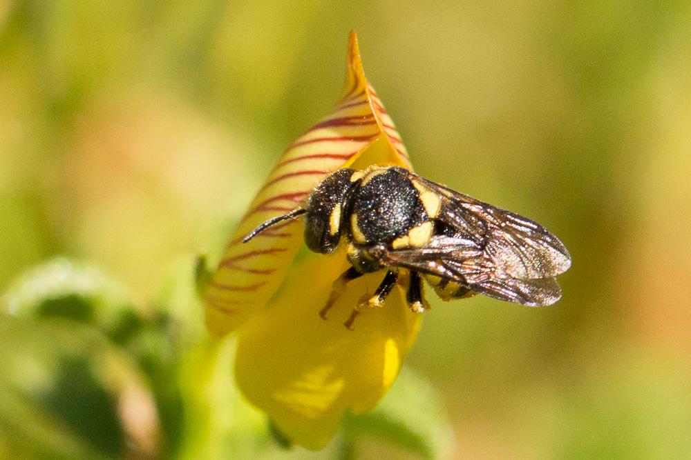 Anthidiellum strigatum (Panzer, 1805)