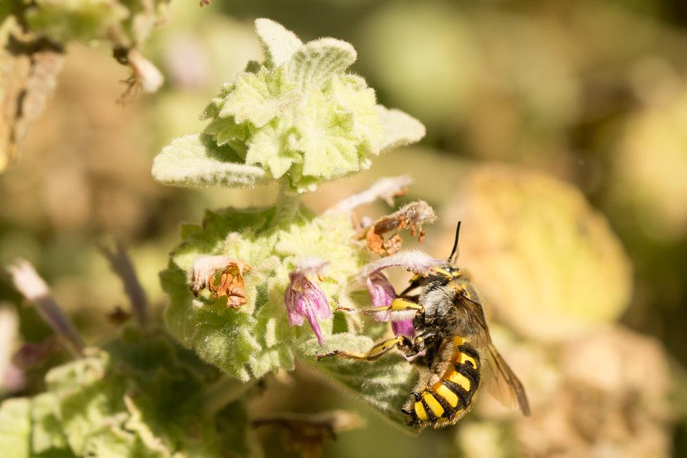 Abeille cotonnière, Anthidie cotonnière Anthidium manicatum (Linnaeus, 1758)