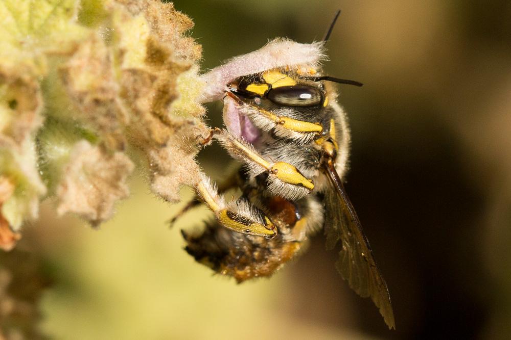 Abeille cotonnière, Anthidie cotonnière Anthidium manicatum (Linnaeus, 1758)