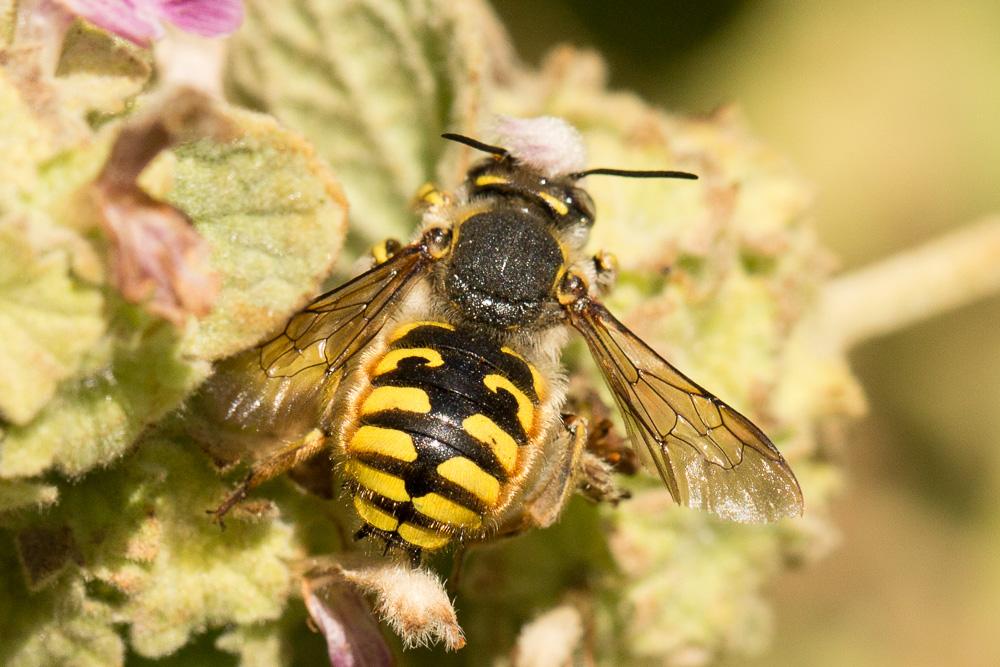 Abeille cotonnière, Anthidie cotonnière Anthidium manicatum (Linnaeus, 1758)