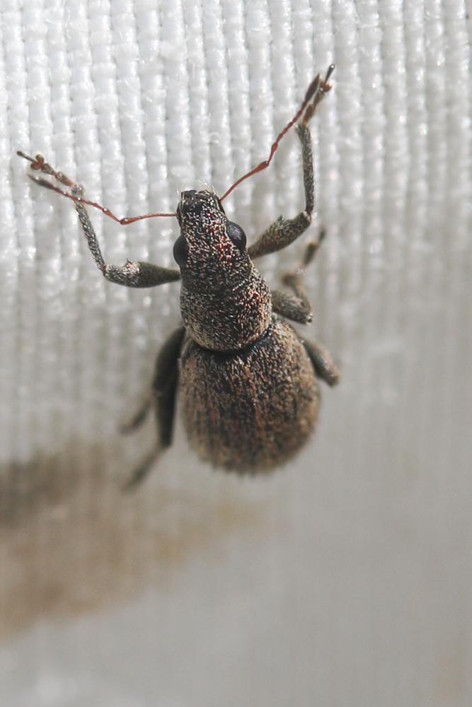  Polydrusus inustus Germar, 1824