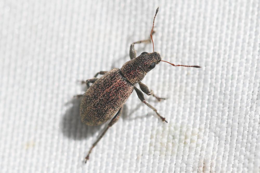  Polydrusus inustus Germar, 1824