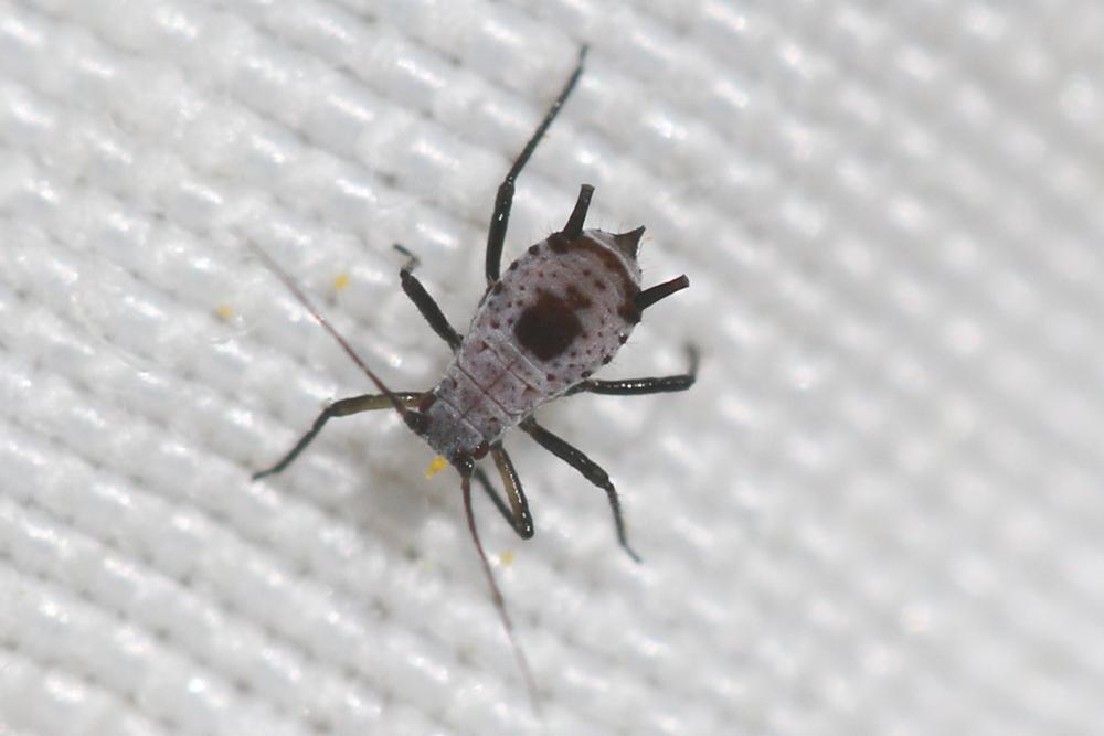 Macrosiphoniella absinthii (Linnaeus, 1758)
