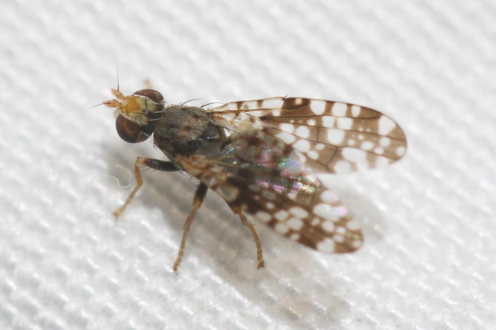 Campiglossa producta (Loew, 1844)
