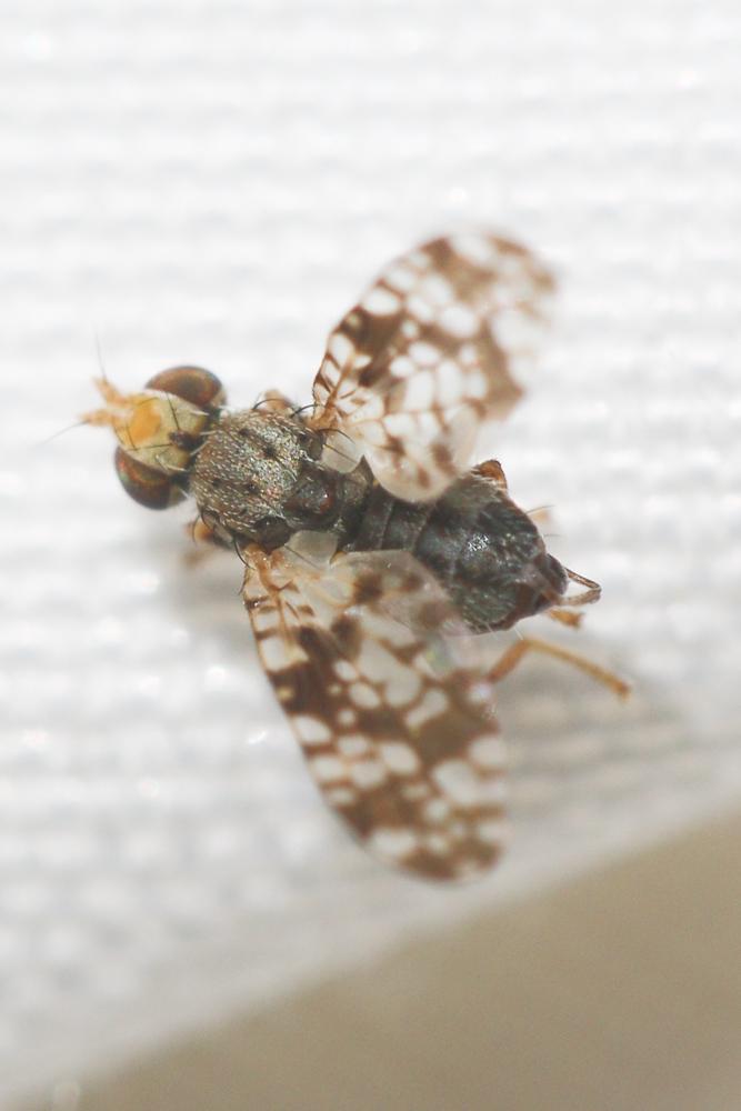 Campiglossa producta (Loew, 1844)