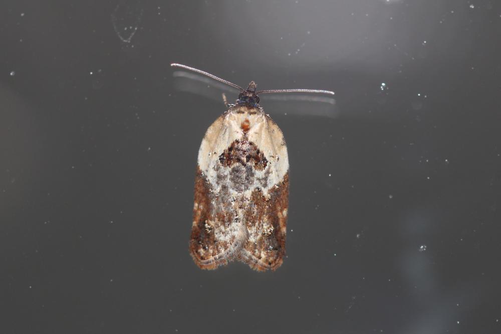 Acleris variegana (Denis & Schiffermüller, 1775)