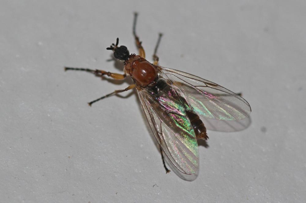 Dilophus bispinosus Lundström, 1913