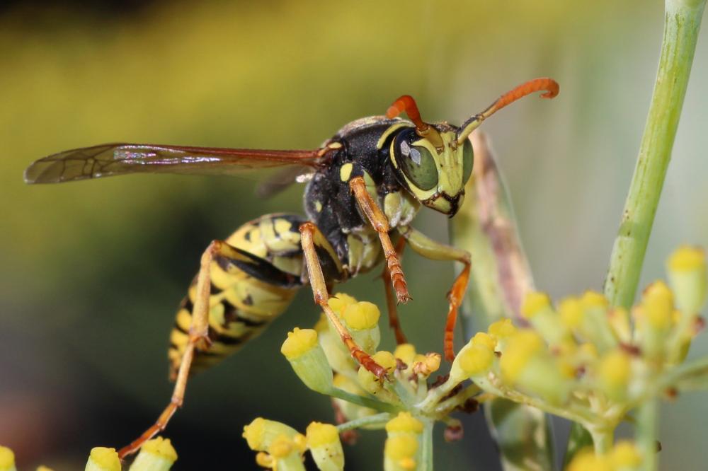 Guêpe poliste Polistes dominula (Christ, 1791)