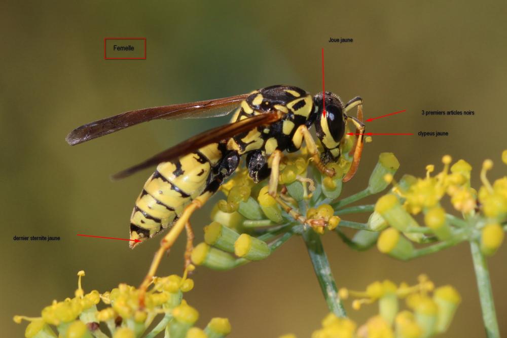 Guêpe poliste Polistes dominula (Christ, 1791)