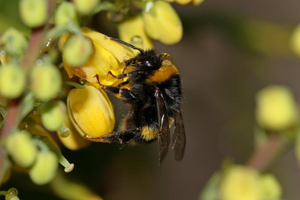 Bombus Latreille, 1802