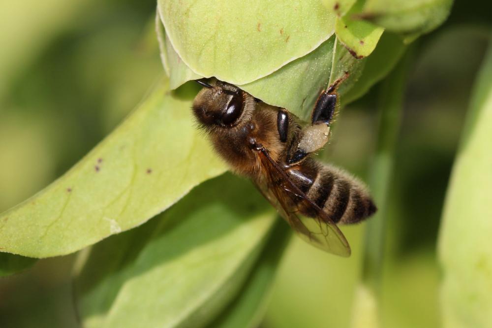 Abeille domestique, Abeille européenne, Abeille me Apis mellifera Linnaeus, 1758