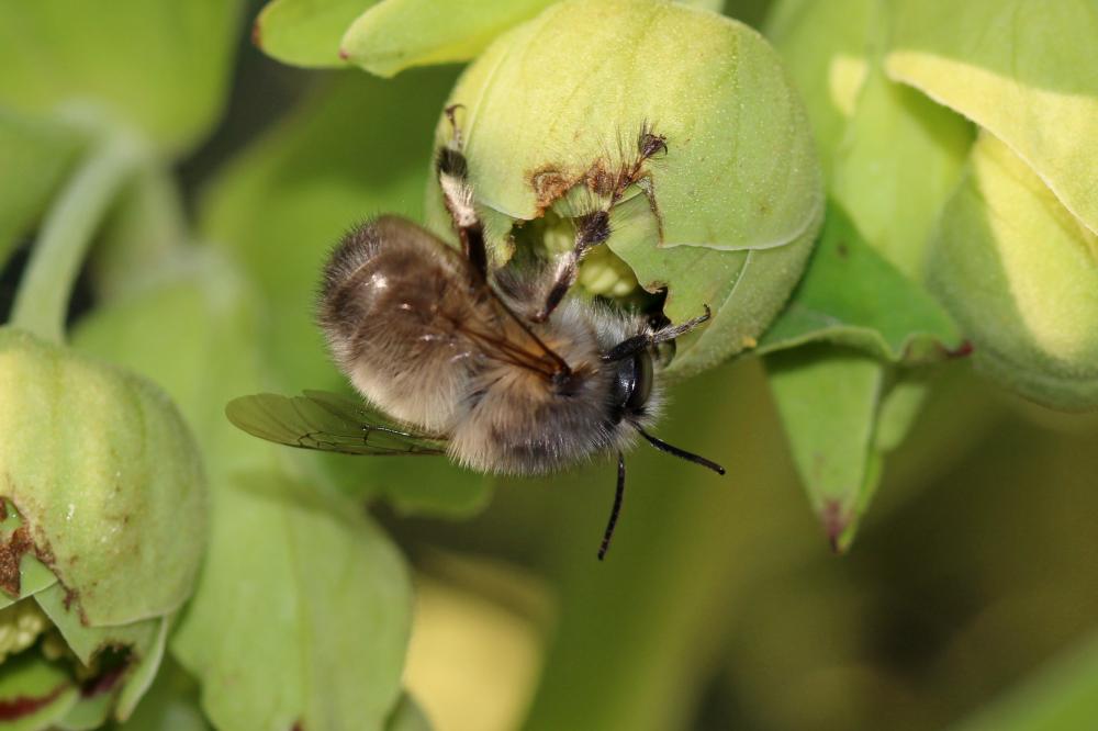 Anthophore commune, Anthophore plumeuse, Anthophor Anthophora plumipes (Pallas, 1772)