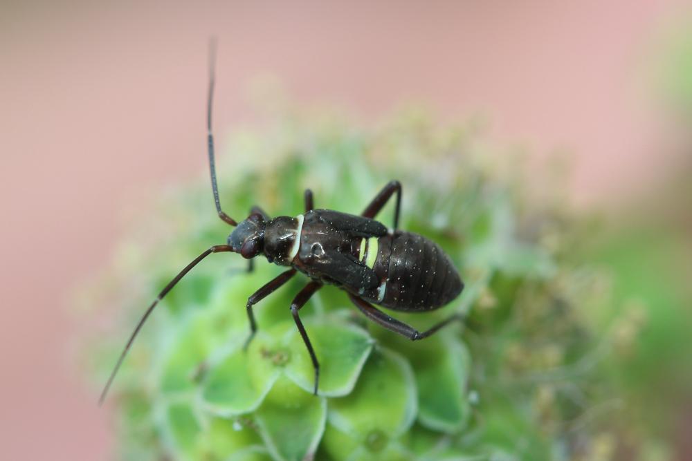  Hadrodemus m-flavum (Goeze, 1778)