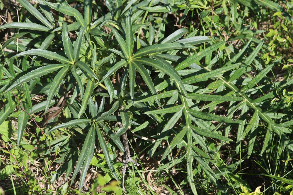 Cirse laineux, Cirse aranéeux Cirsium eriophorum (L.) Scop., 1772
