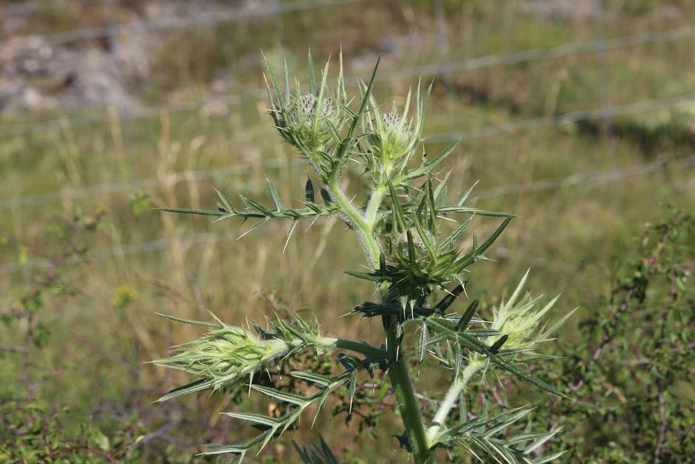 Cirse laineux, Cirse aranéeux Cirsium eriophorum (L.) Scop., 1772