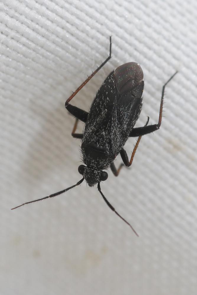  Orthocephalus saltator (Hahn, 1835)