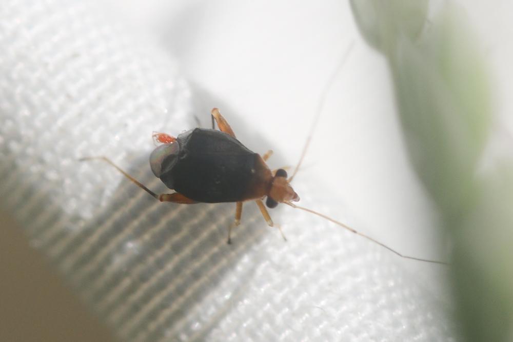  Halticus luteicollis (Panzer, 1804)