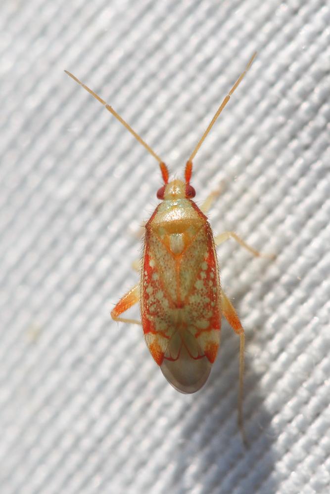  Pseudoloxops coccineus (Meyer-Dür, 1843)