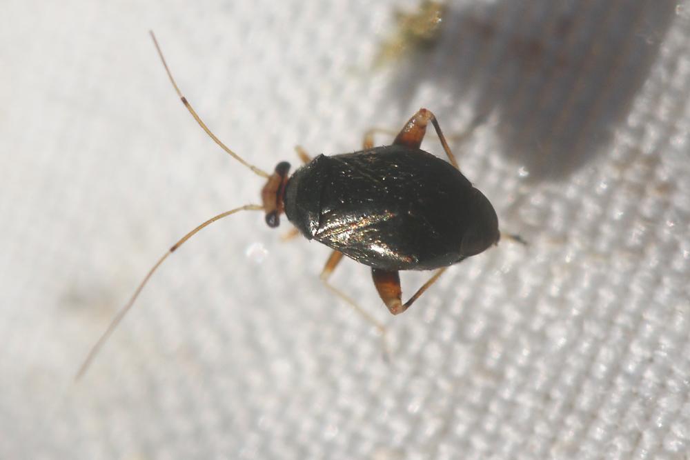 Halticus luteicollis (Panzer, 1804)