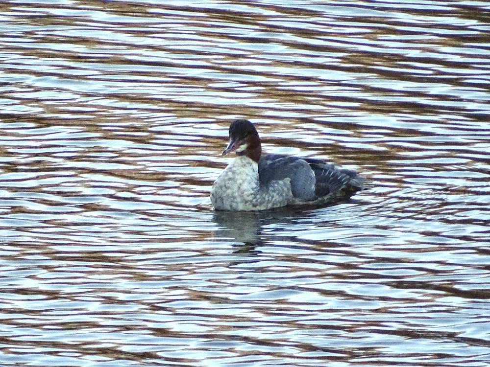 Harle bièvre Mergus merganser Linnaeus, 1758