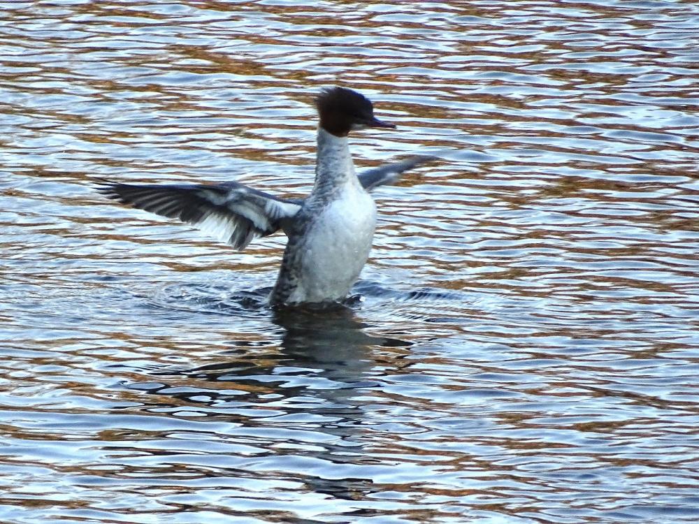 Harle bièvre Mergus merganser Linnaeus, 1758