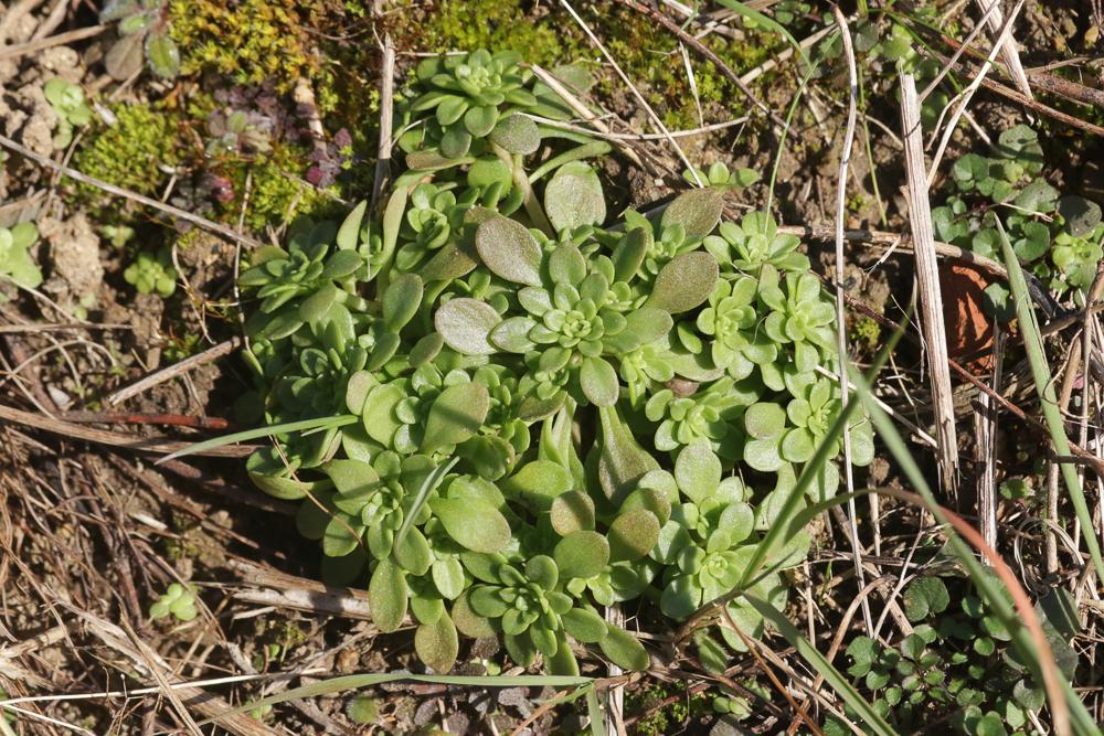 Orpin pourpier, Orpin paniculé Sedum cepaea L., 1753