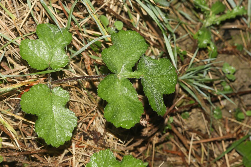 Patte d'ours, Berce commune, Grande Berce Heracleum sphondylium L., 1753