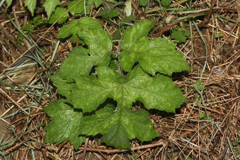 Patte d'ours, Berce commune, Grande Berce Heracleum sphondylium L., 1753