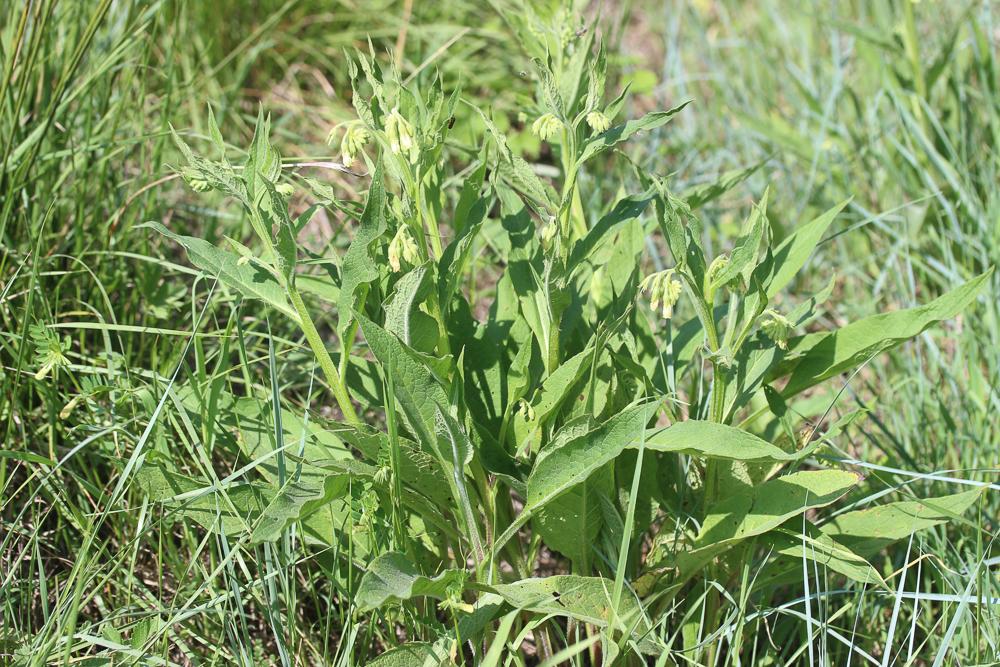 Grande consoude Symphytum officinale L., 1753