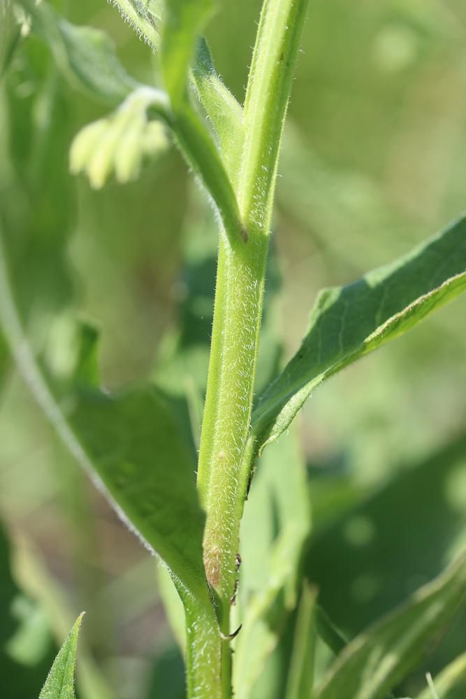 Grande consoude Symphytum officinale L., 1753