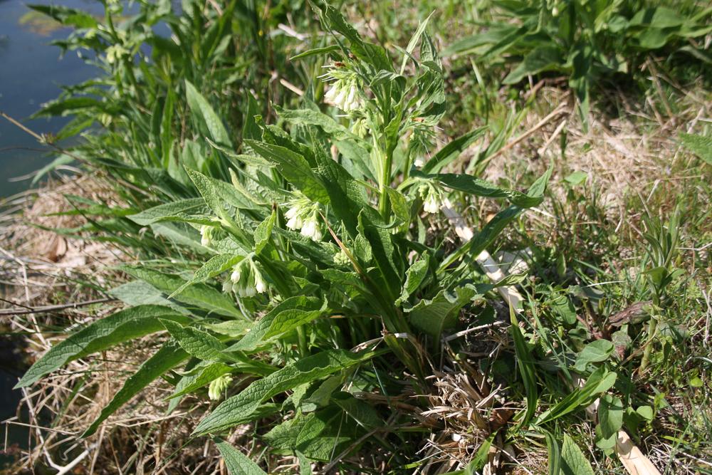 Grande consoude Symphytum officinale L., 1753