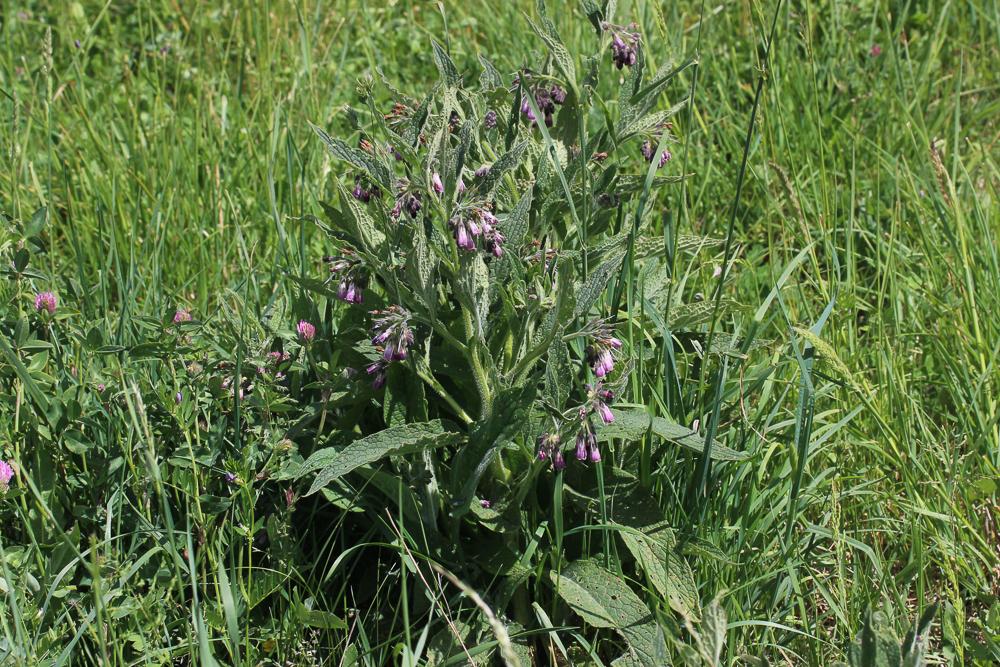 Grande consoude Symphytum officinale L., 1753